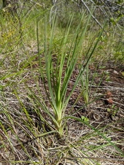 Tragopogon dubius