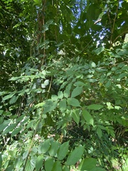 Wisteria floribunda