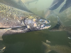 Oncorhynchus tshawytscha