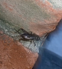 Eunemobius carolinus