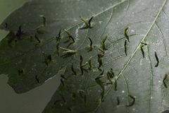 Vasates aceriscrumena