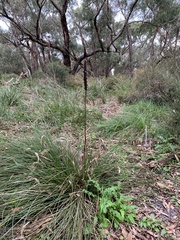 Xanthorrhoea minor lutea