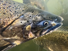 Oncorhynchus tshawytscha