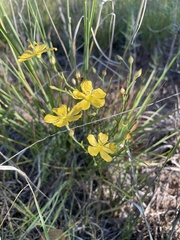 Linum rigidum