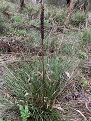 Xanthorrhoea minor lutea