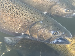 Oncorhynchus tshawytscha