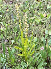 Platanthera stricta