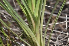 Tragopogon dubius