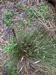 Xanthorrhoea minor lutea