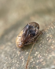 Clastoptera achatina