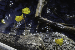 Utricularia macrorhiza