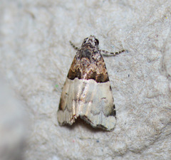 Cobubatha dividua