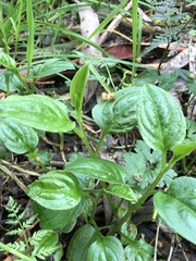 Hackelia latifolia