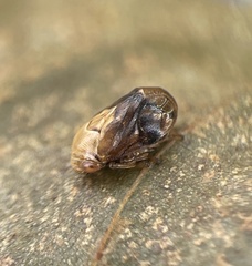 Clastoptera achatina
