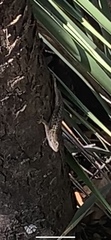 Sceloporus occidentalis bocourtii