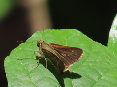 Amblyscirtes aesculapius