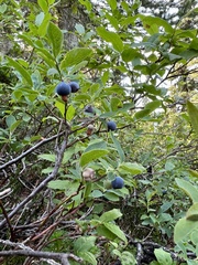 Vaccinium ovalifolium