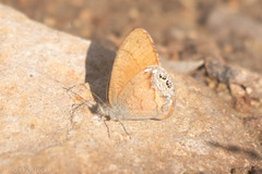 Cyllopsis pertepida