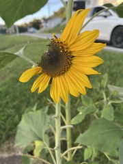 Helianthus annuus