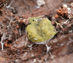 Chlorencoelia versiformis