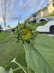 Helianthus annuus