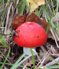 Russula emetica