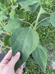 Helianthus annuus