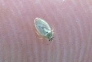 Parapiesma cinereum