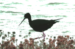 Himantopus novaezelandiae