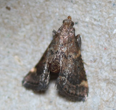 Hypsopygia phoezalis