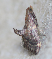 Hypsopygia phoezalis