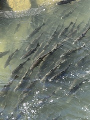 Oncorhynchus tshawytscha