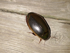 Dytiscus verticalis