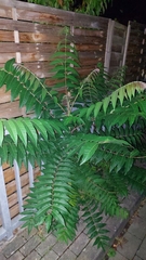 Ailanthus altissima