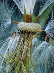 Erechtites hieraciifolius