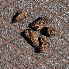 Urocyon cinereoargenteus