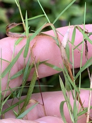 Muhlenbergia schreberi