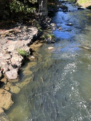 Oncorhynchus tshawytscha