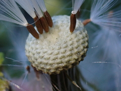Erechtites hieraciifolius