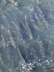 Oncorhynchus tshawytscha