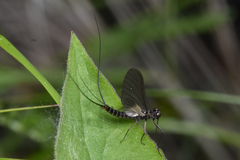 Leptophlebia