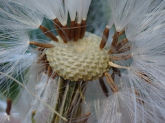 Erechtites hieraciifolius