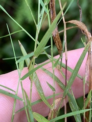Muhlenbergia schreberi
