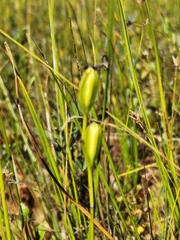 Calopogon tuberosus