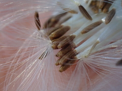 Erechtites hieraciifolius