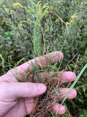 Muhlenbergia schreberi