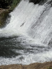 Oncorhynchus tshawytscha