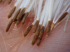 Erechtites hieraciifolius