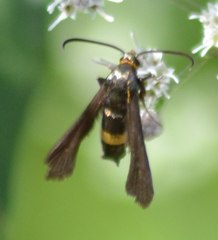 Carmenta pyralidiformis