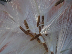 Erechtites hieraciifolius